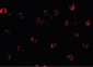 BIRC1 / NAIP Antibody (C-Terminus)